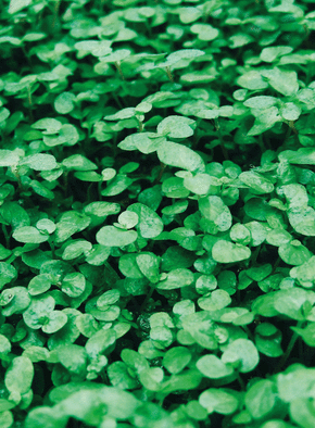 Carte religieux, saints et fêtes diverses Champs de trèfles de la Saint Patrick